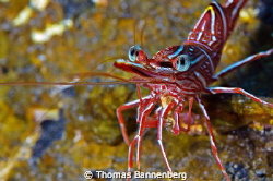 Here's looking at you ...

NIKON D7000 in a Seacam "Pre... by Thomas Bannenberg 